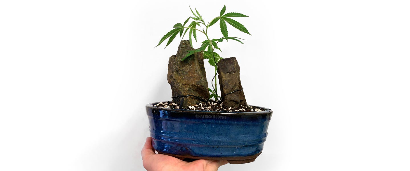 bonsai kokoserde Bonsai Starter Kit inkl. eBook