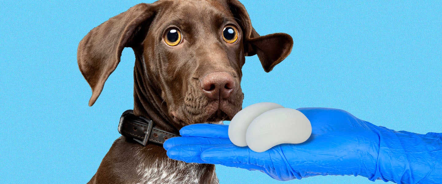 Prosthetic_Dog_Balls_Neuticles2.jpg