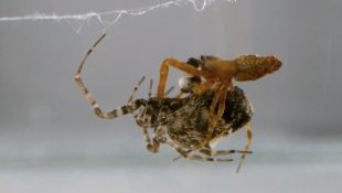 Orb_Weaver_Male_Spider_Escape