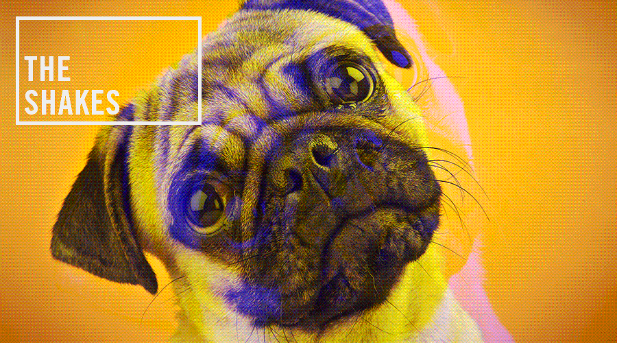 Everything You’ve Ever Wanted to Know About Hair of the Dog