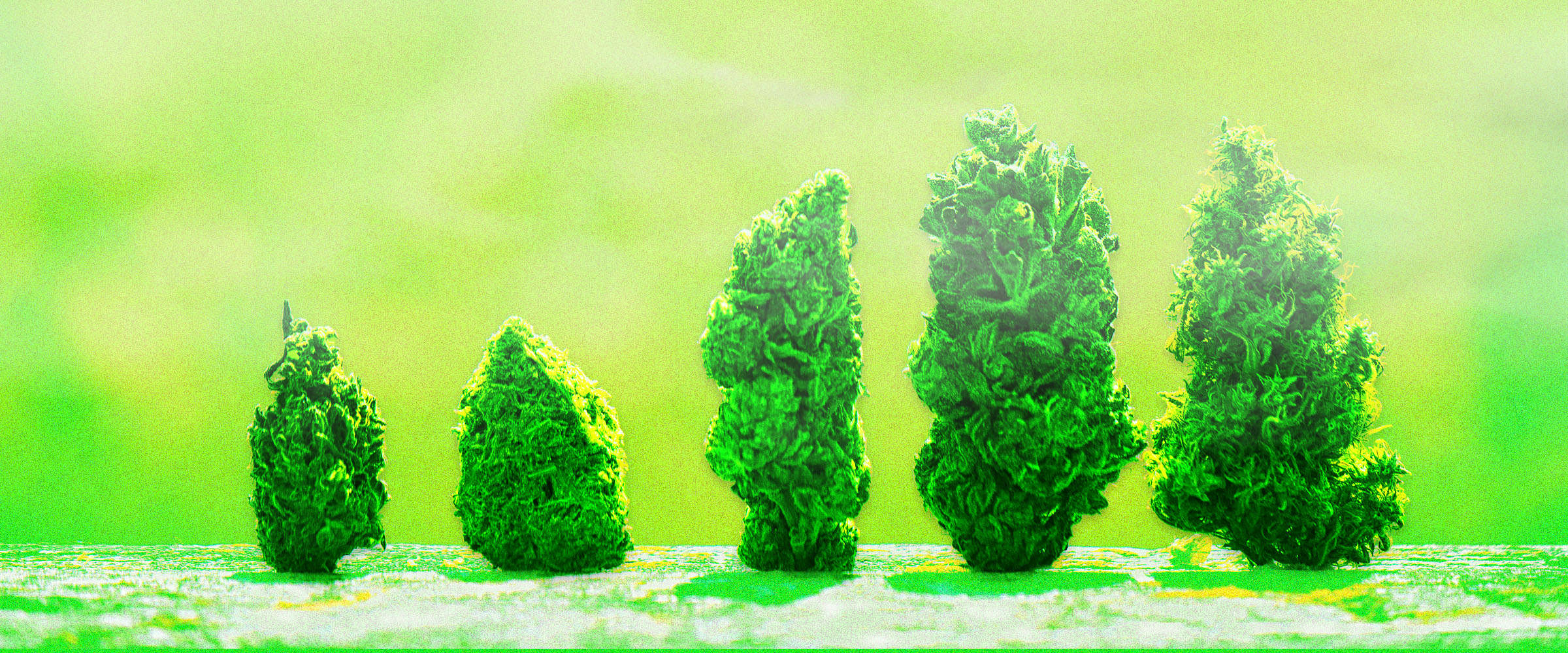 Weed Strain Myths And Facts Everything We Know Is Kinda B S