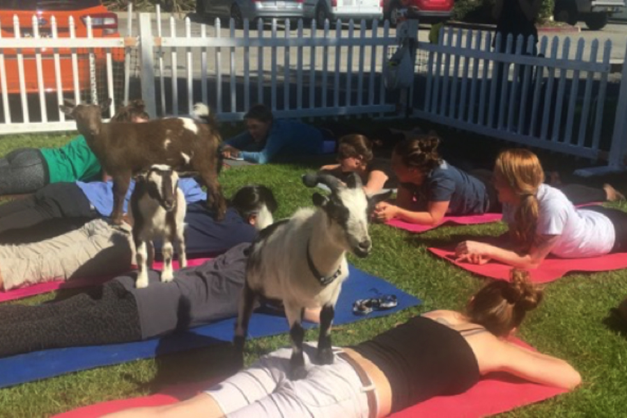 27 Best Goat Yoga Images Goat Yoga Yoga Goats