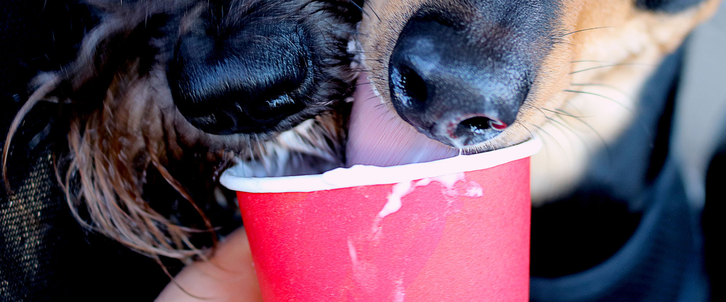 Puppuccinos Are Probably Better for Your Dog Than Its Regular