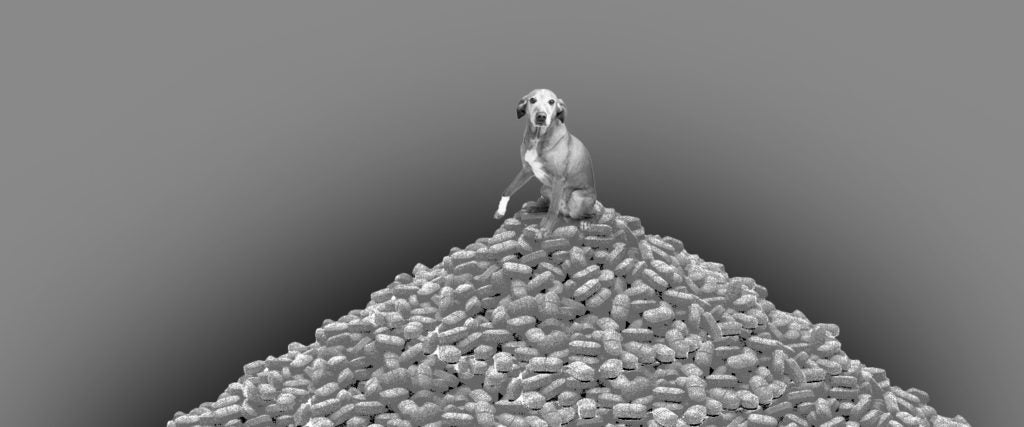 The Opioid Epidemic Has Gotten So Bad That People Are Abusing Their Pets To Get Them