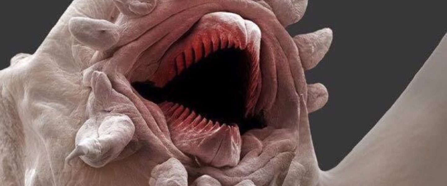 Мошкара зубы под микроскопом фото