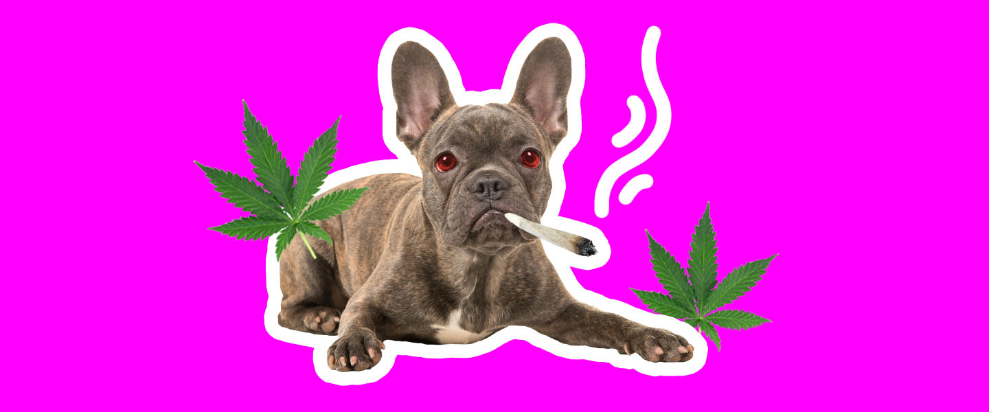 dogs smoking weed