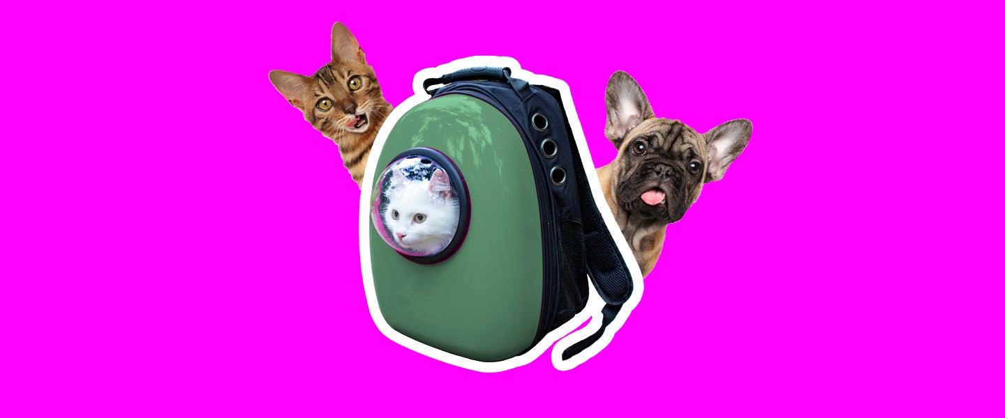 Is Carrying My Pet in a Backpack Inhumane? Or Do They Actually Like It?