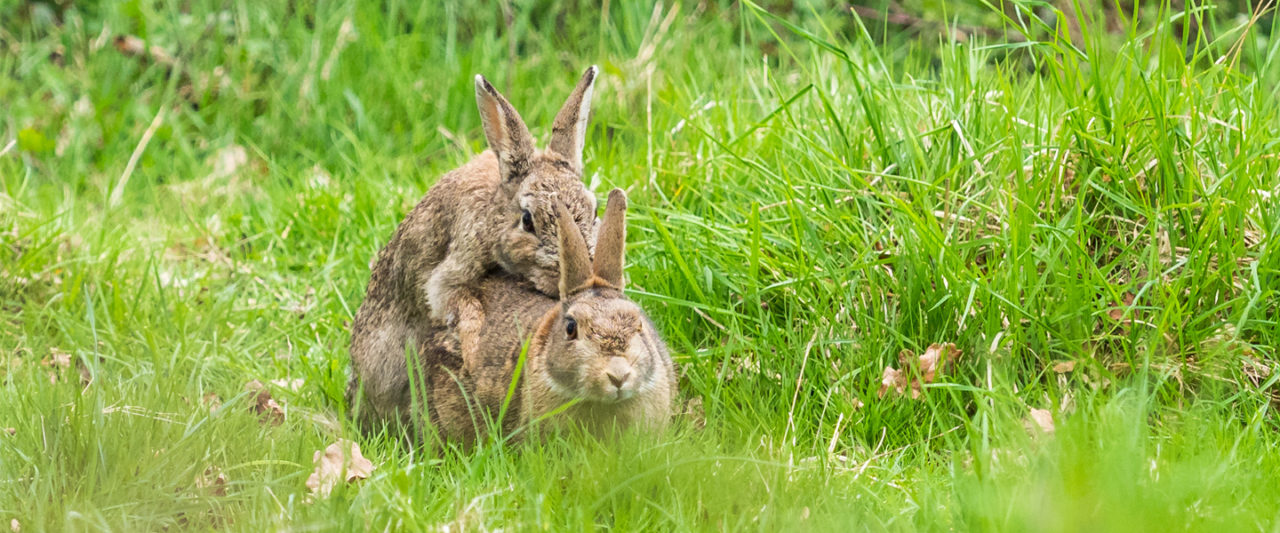 1280px x 533px - Guys, It's Time to Cool It With the Jackrabbit Sex | MEL ...