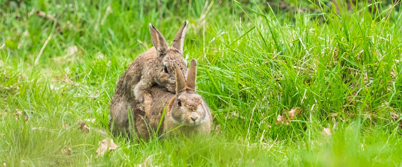 Rabbit Fucks Girl - Guys, It's Time to Cool It With the Jackrabbit Sex | MEL ...