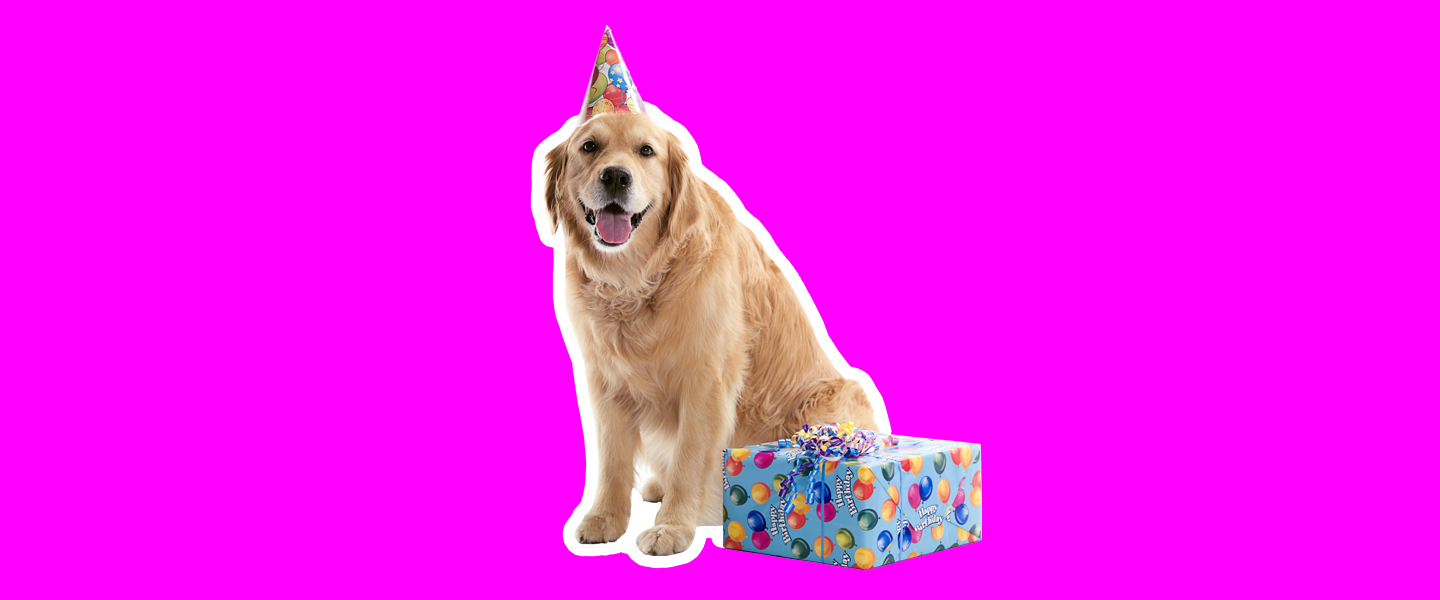 Do My Pets Understand When We Celebrate Their Birthdays or Christmas?