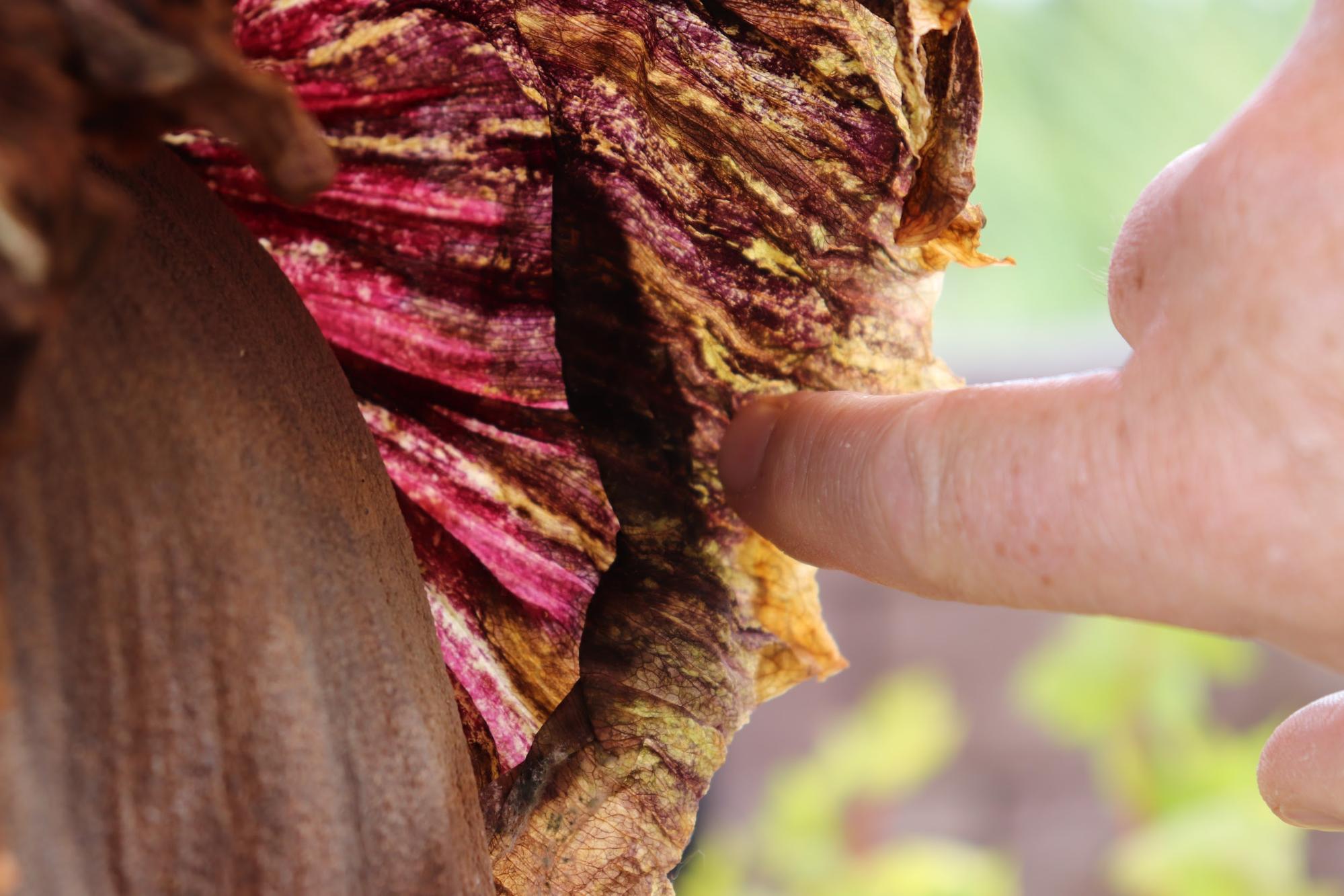 ‘The Corpse Flower’ Smells So Bad Hundreds of People Stood in Line to