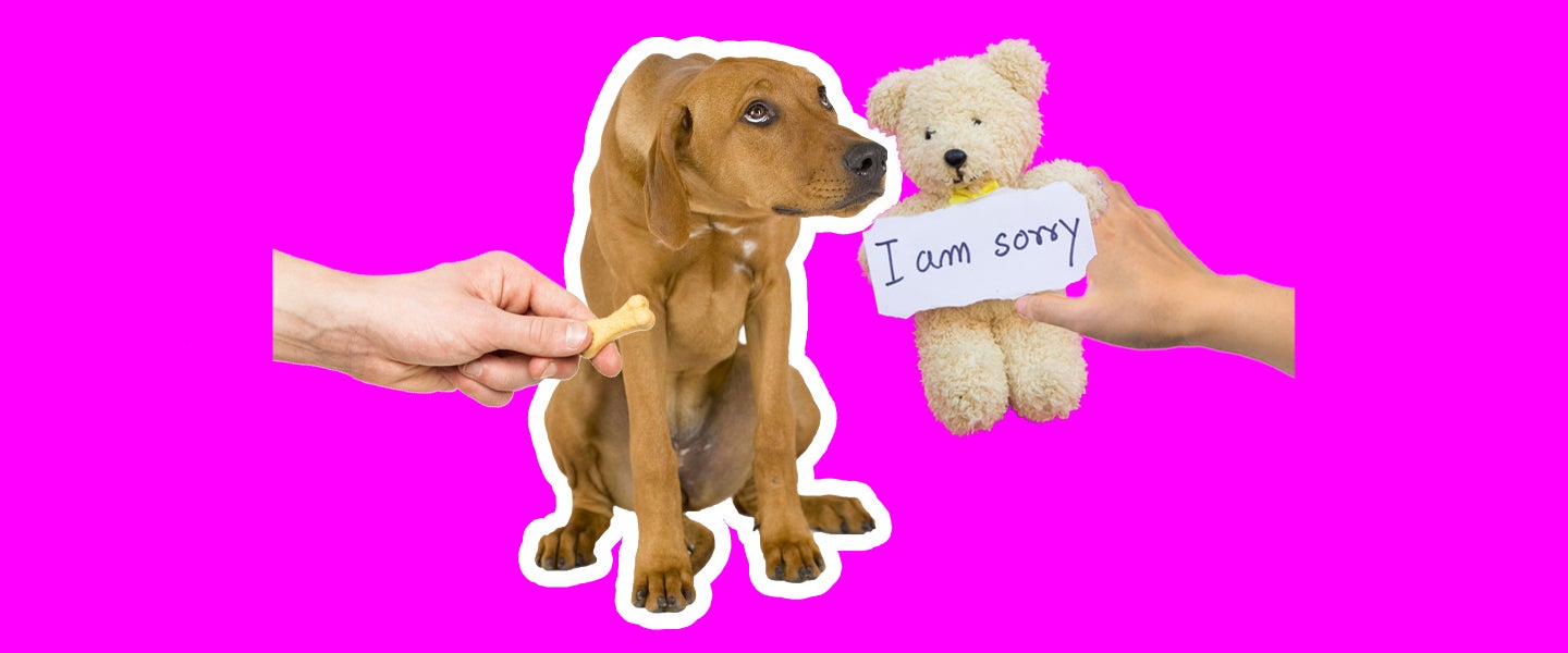 Does My Dog Understand When I Apologize