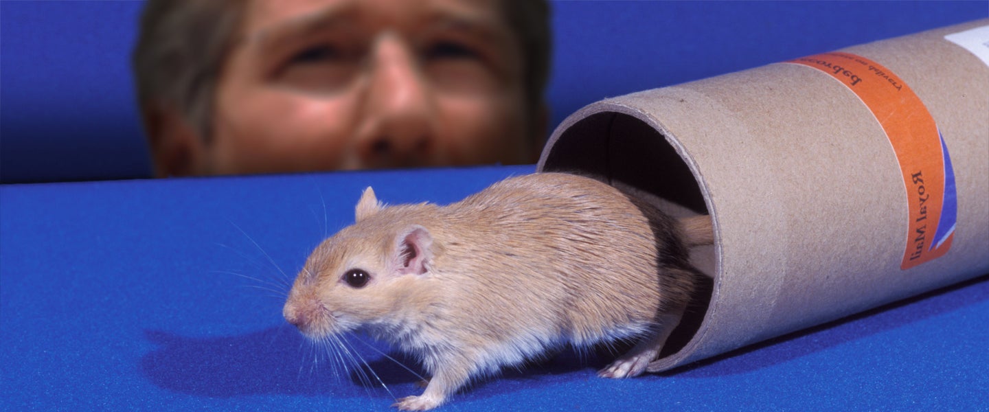 rochard gere gerbil