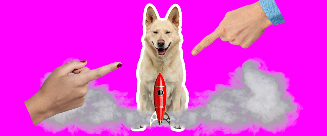 Why Does My Dog Keep Randomly Flashing His Red Rocket 