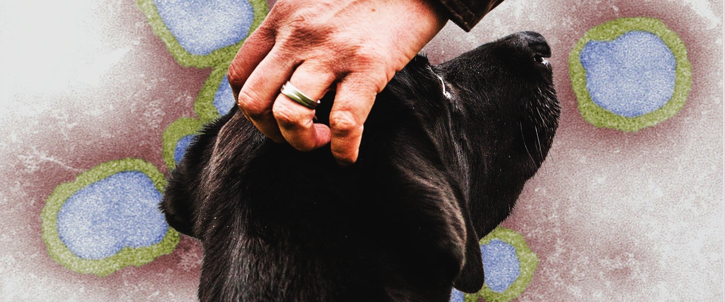 Coronavirus on Dog Fur Pet Etiquette During the Pandemic