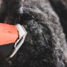 How_to_Trim_Your_Dog's_Ass