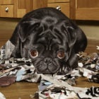 My_Dog_Is_Going_Apeshit_Quarantine