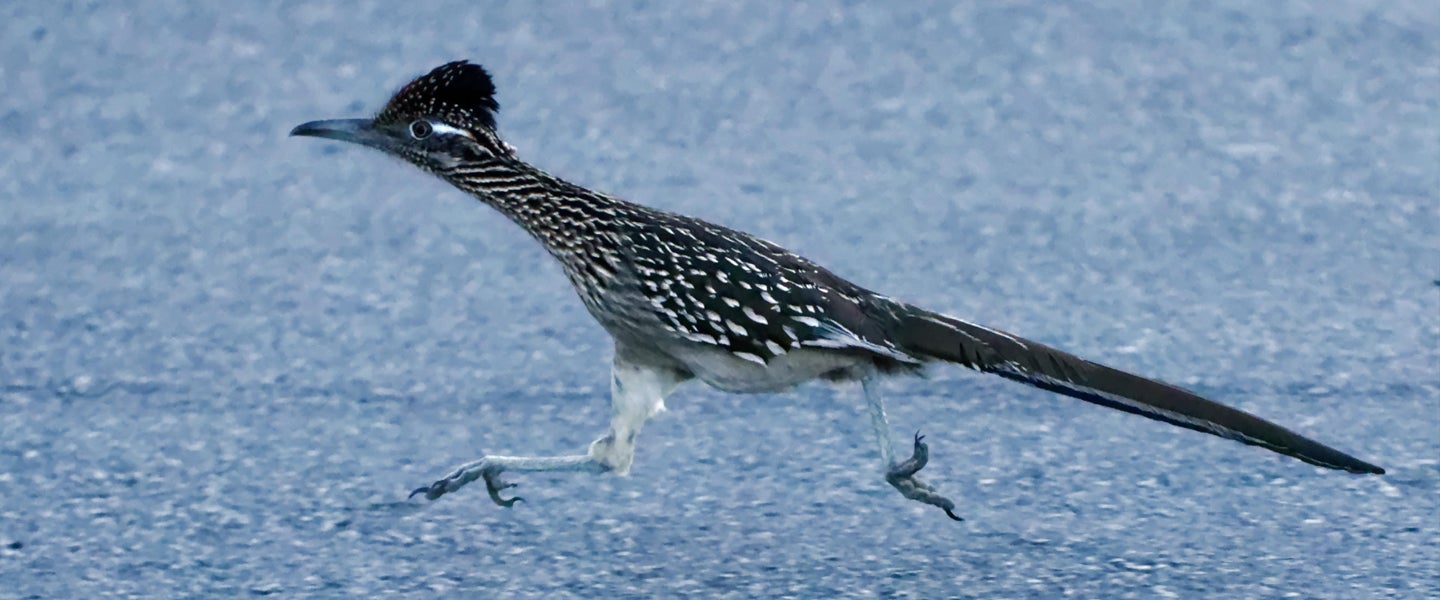 Roadrunner facts: How fast are they, what they eat, where to see one