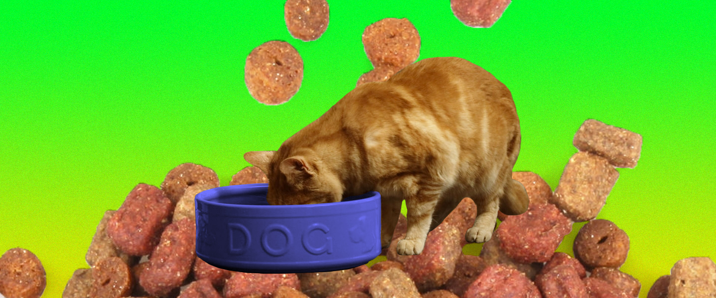 What’s the Difference Between Dog Food and Cat Food?