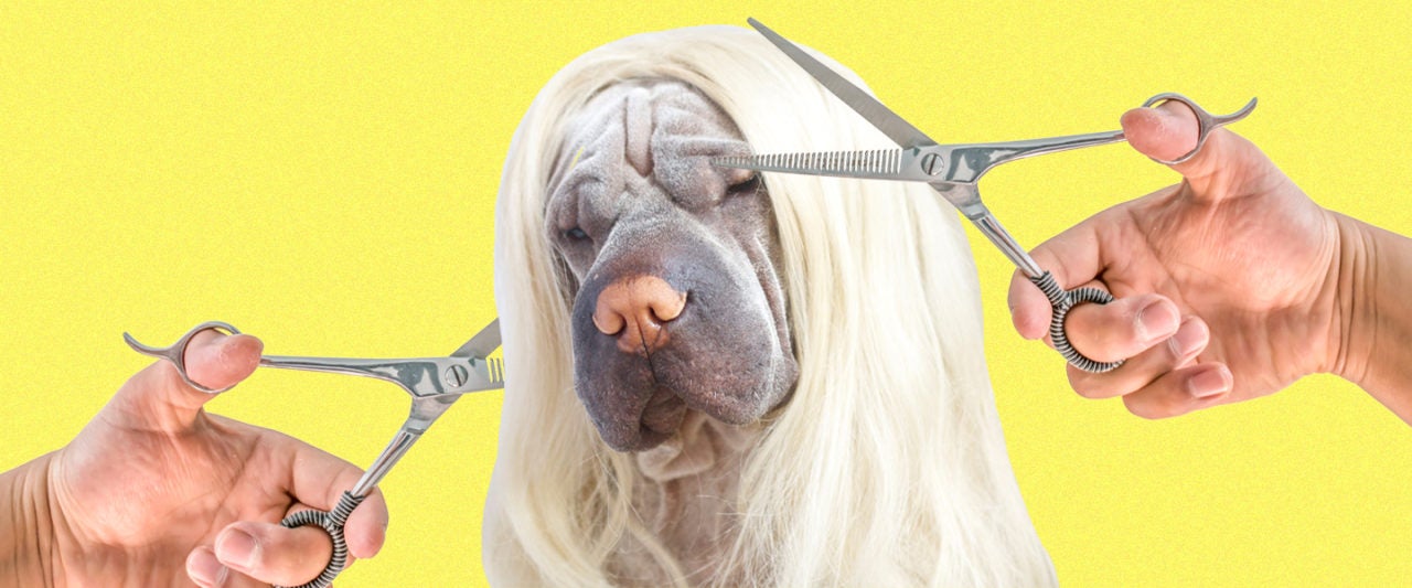 Dog Grooming at Home How to Cut Your Dog's Hair in Quarantine