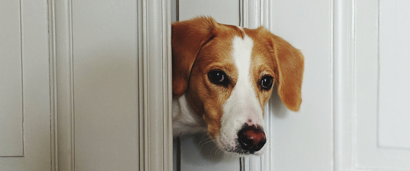 why do dogs watch you while they poop