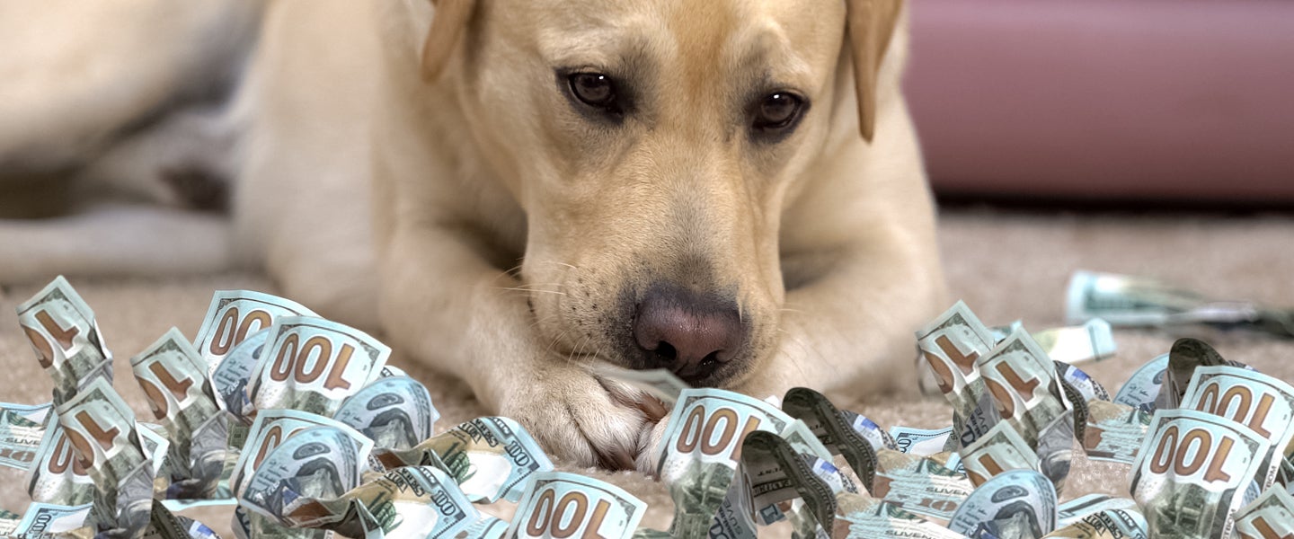 Going Into Pet Debt Is a Rite of Passage for