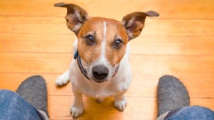 Dog_Too_Needy_Quarantine