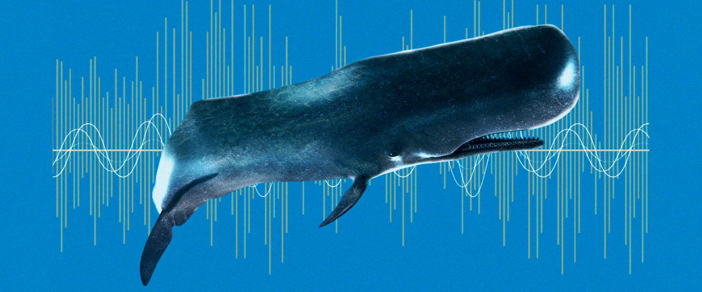 Sound of whale