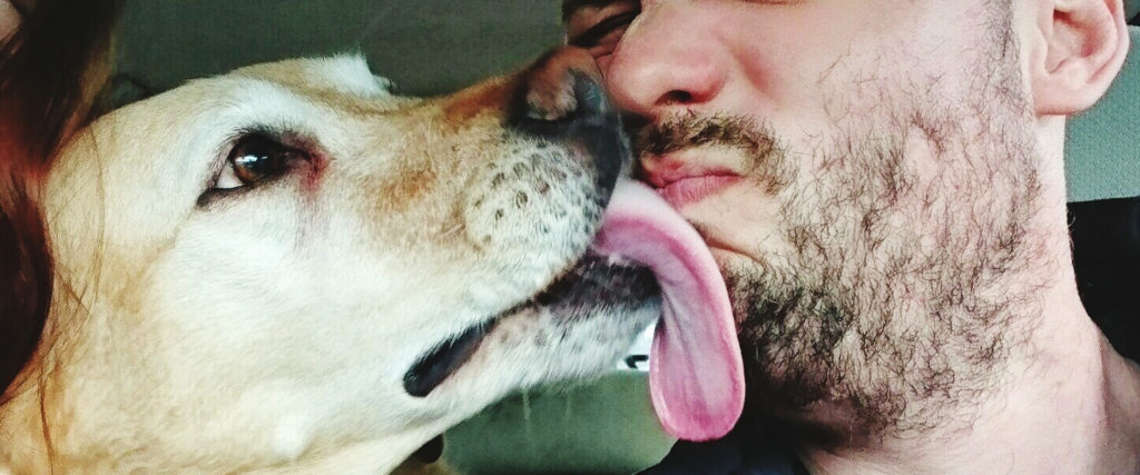 why do dogs want to lick your mouth