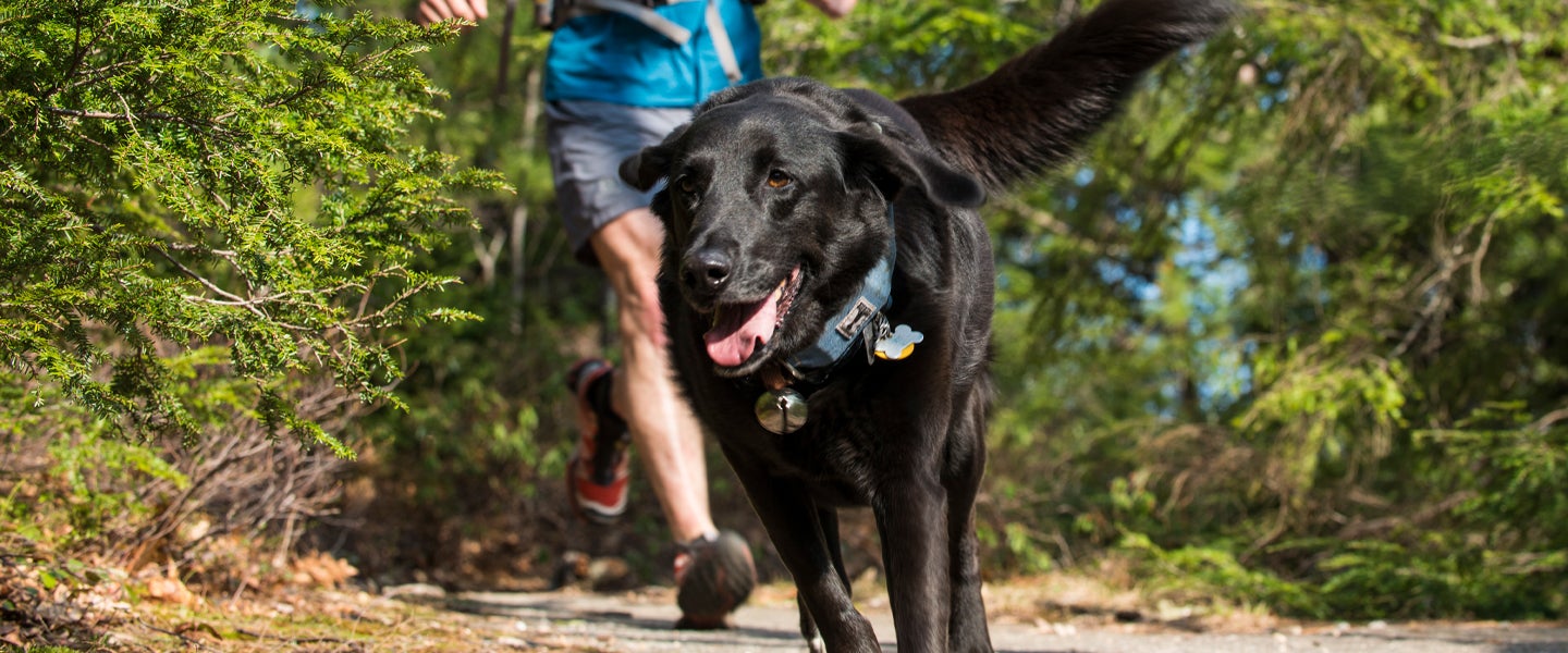 How to Train Your Dog to Run Long Distances With You