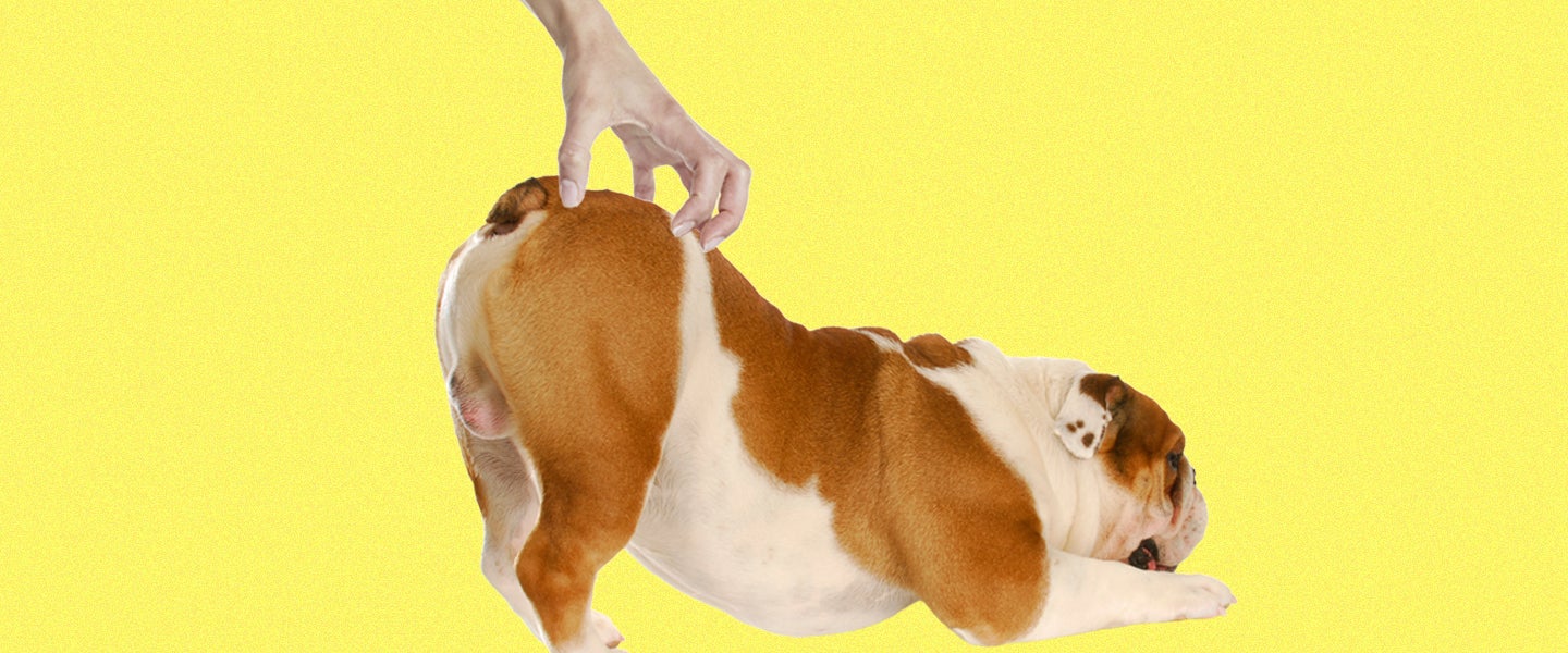 why dogs scratch their back