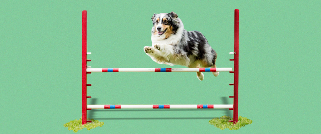 Dog exercise outlet equipment