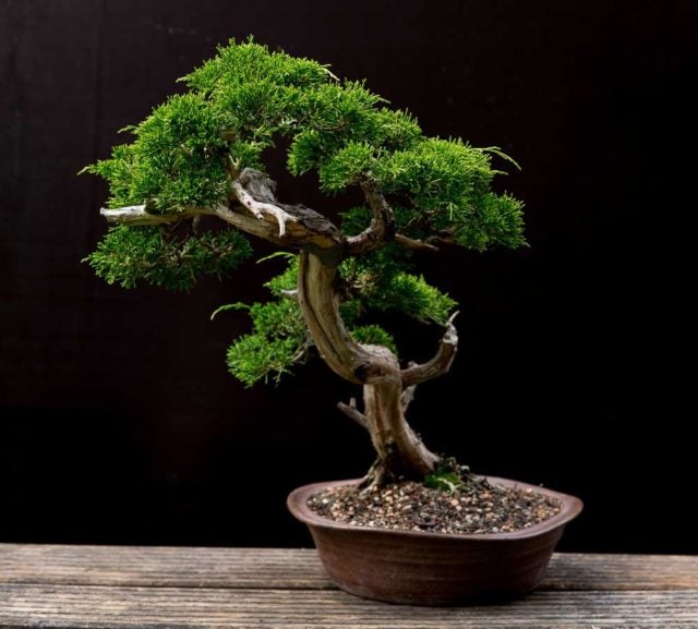 Bonsai Tree Stress Relief Bonsai Are the Perfect Pandemic Hobby