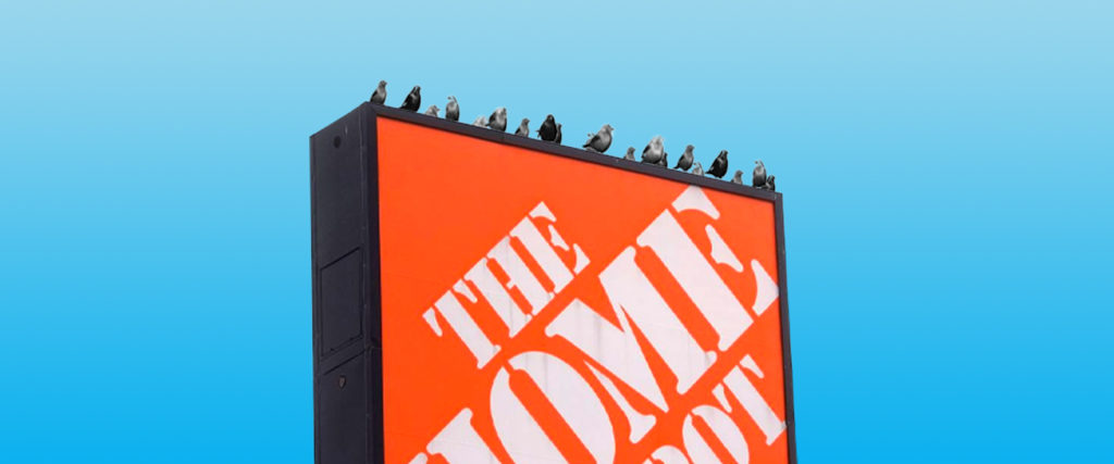 What Does Home Depot Do About the Birds That Fly into the Store?