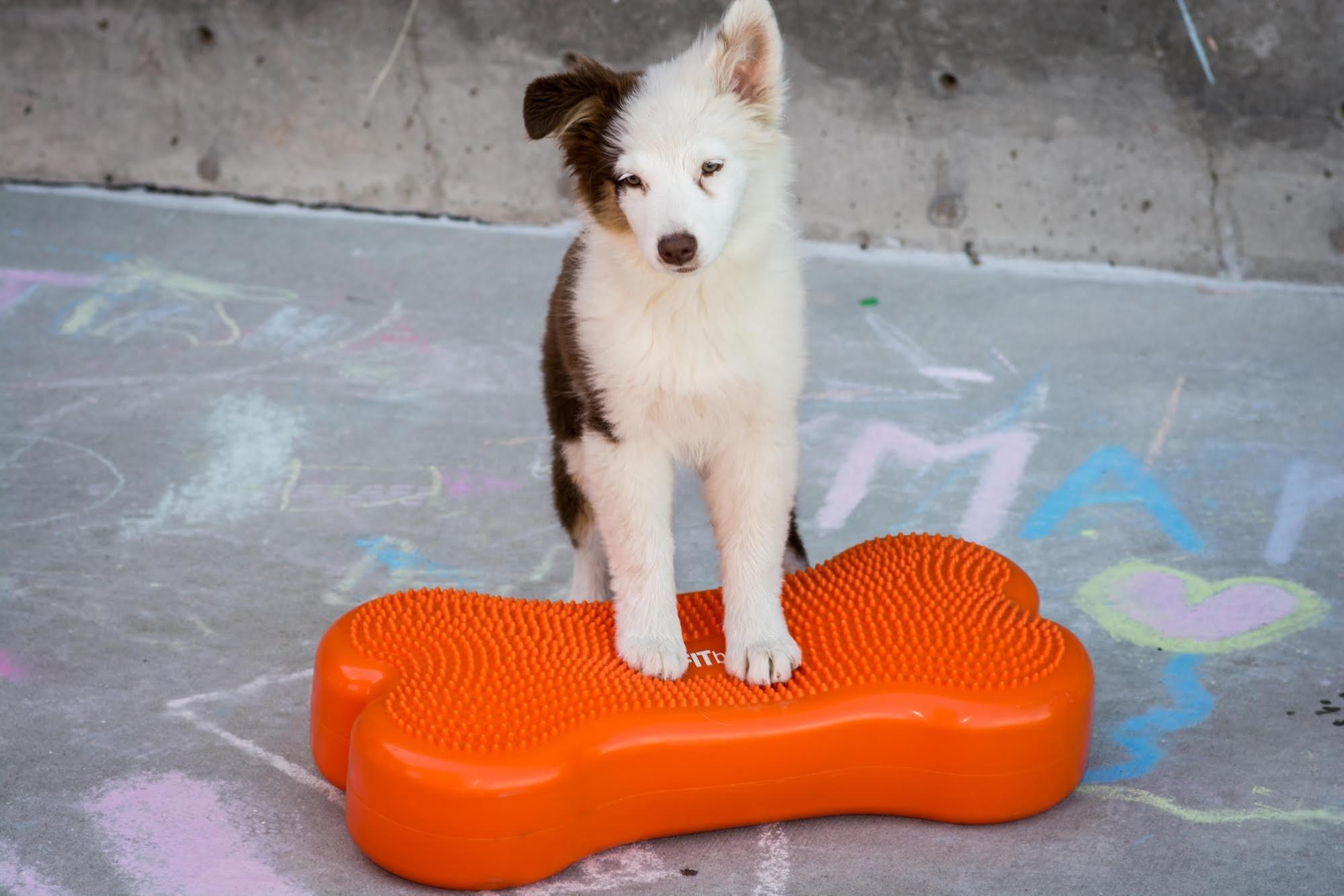 Dog fitness outlet equipment