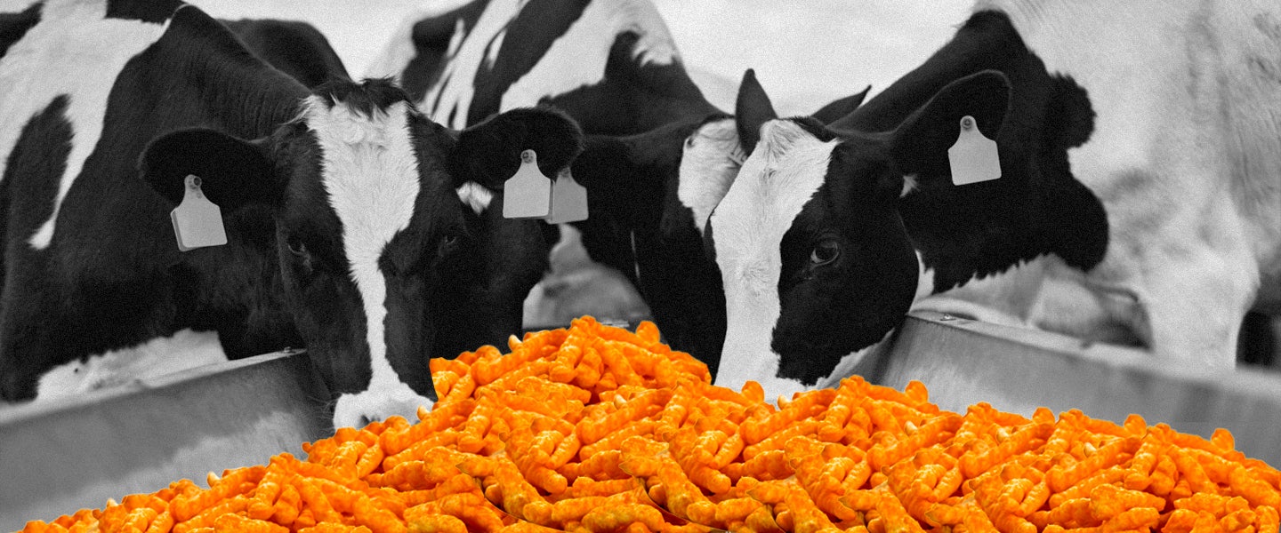 How Cheetos Were Invented by Adding Cheese to Animal Feed