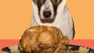 cat-dog-safe-thanksgiving-dinner