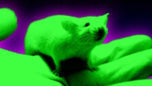 glowing-mice-moderna-mrna-covid-vaccine2