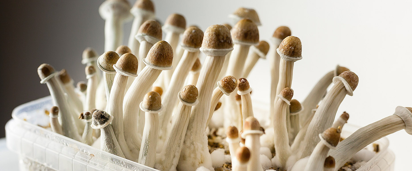 Penis Envy Mushroom: Where the Psychedelic Strain Got Its Name