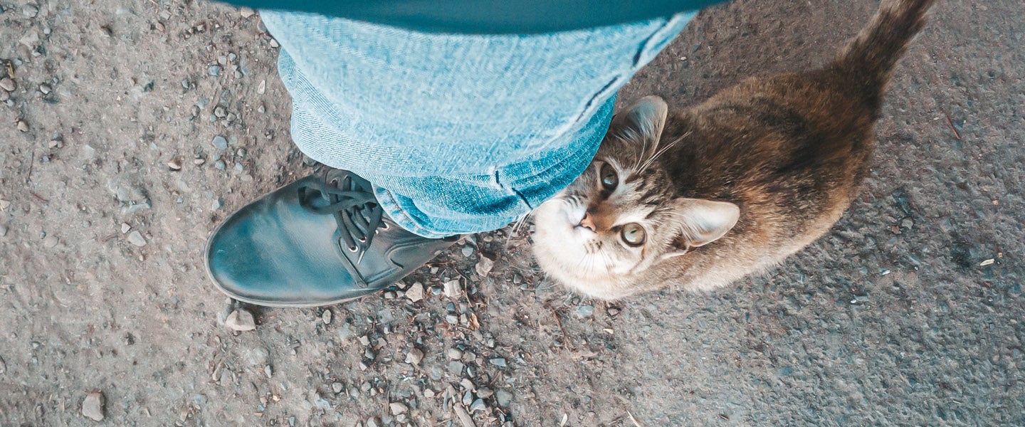 Cat Haters Why Do Cats Like People Who Don’t Like Cats?