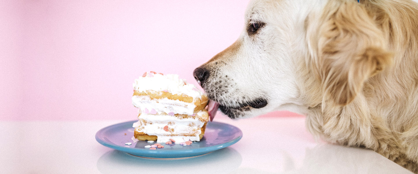 can a dog eat cake