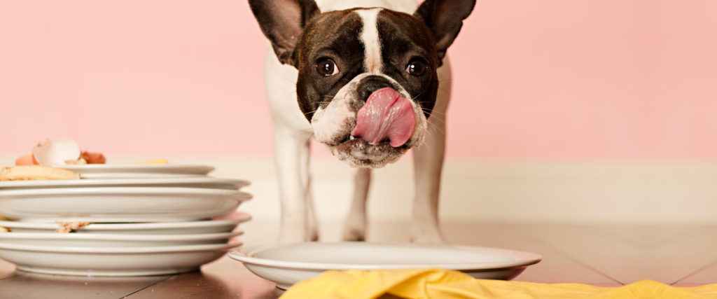 https://melmagazine.com/wp-content/uploads/2021/02/foods-that-are-toxic-to-dogs-1024x427.jpg