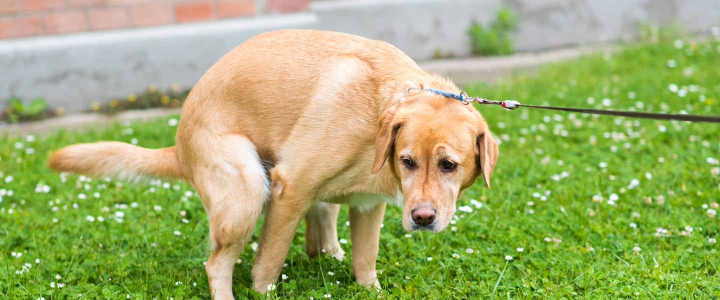 why-do-dogs-go-around-in-circles-before-they-poop