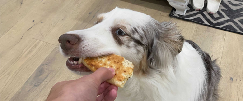 is pizza good for dogs