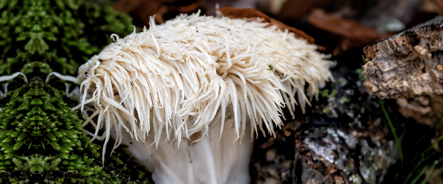 The Benefits Of Lions Mane Mushroom Can It Make You Happier