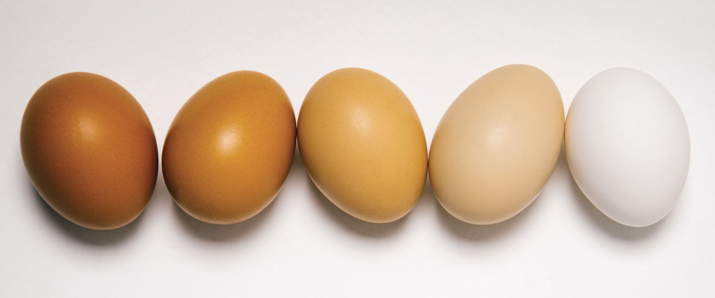 What S The Difference Between Brown Eggs And White Eggs   Difference White Brown Egg 