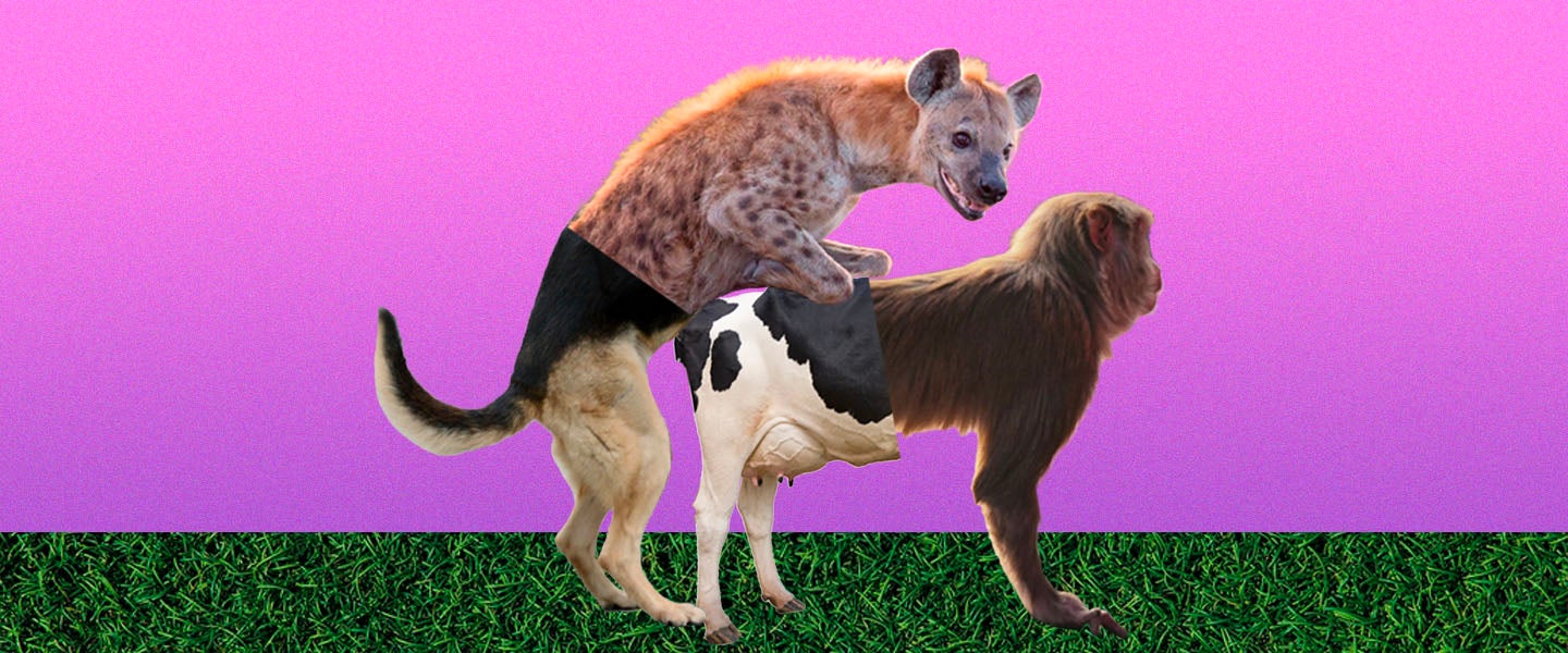 Dogs mating.porn
