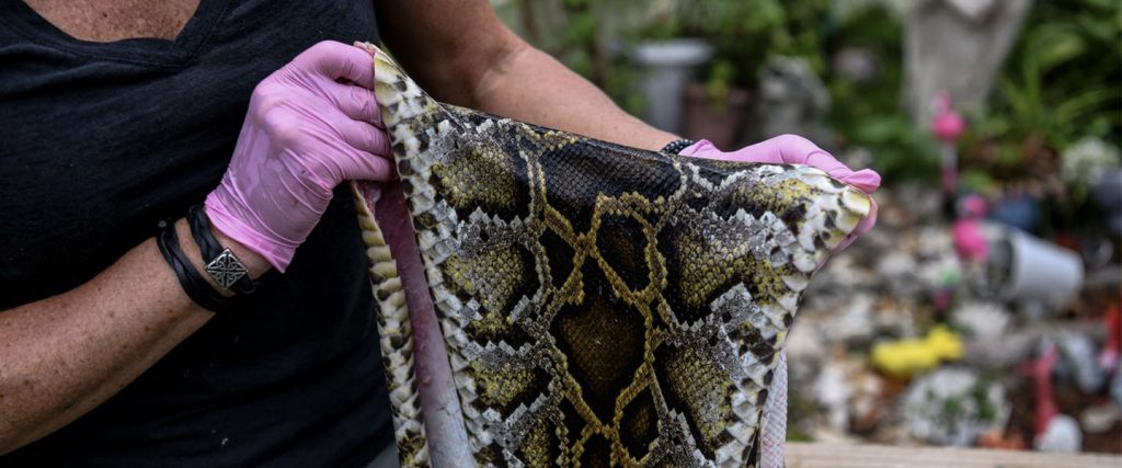 Conservationists v Animal Rights: The War on Python Leather
