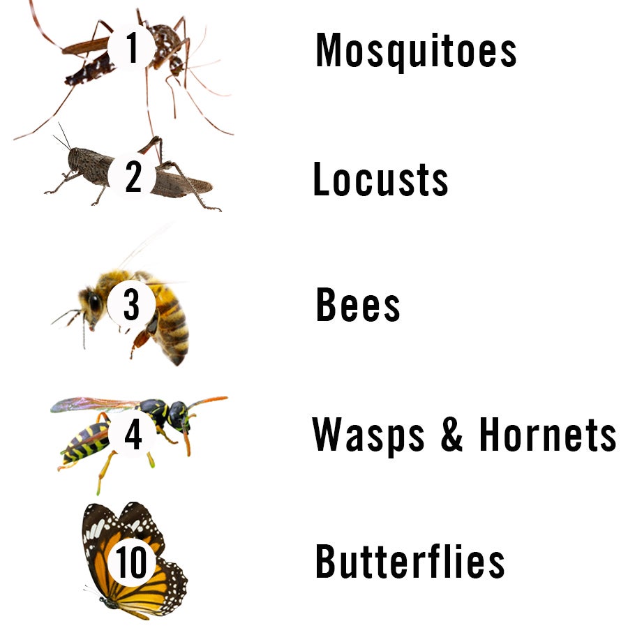 Swarm Cycle Stories