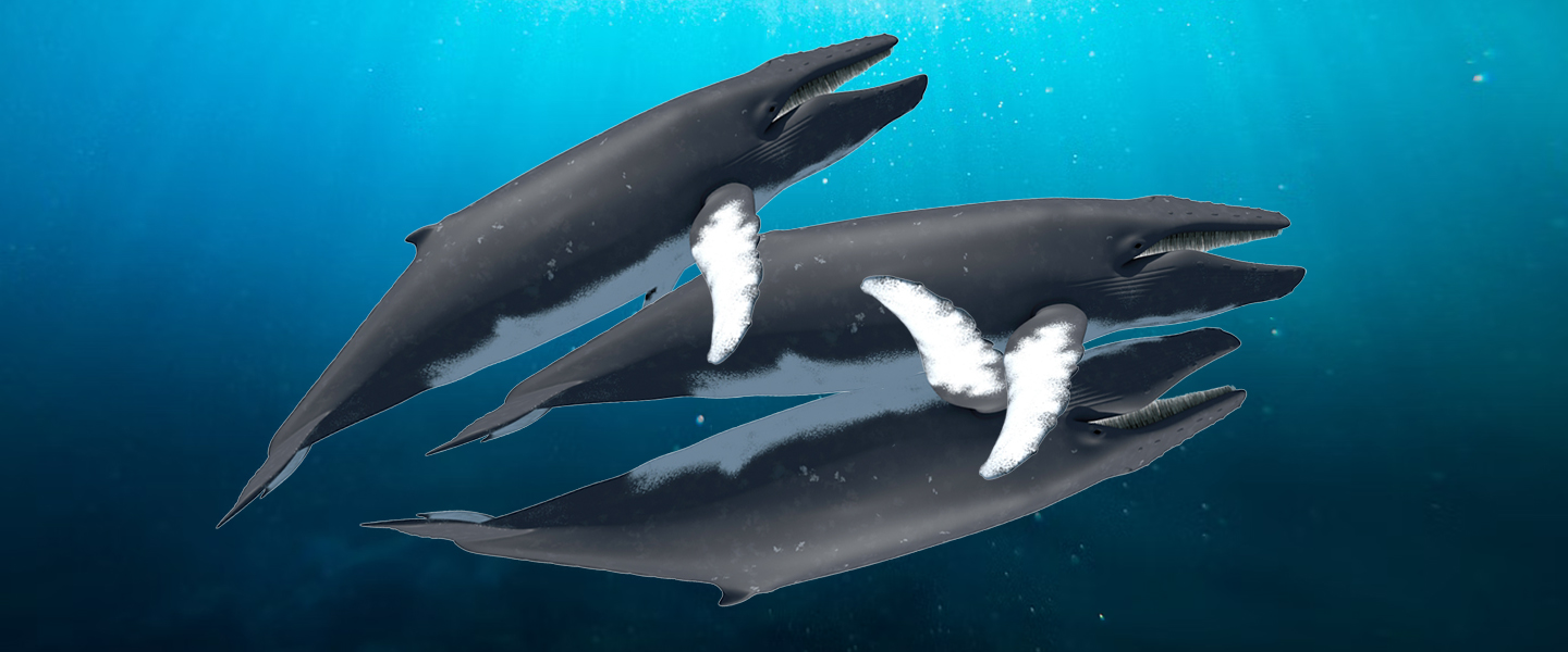 How Do Whales Have Sex — And How Much of It Involves Threesomes? photo